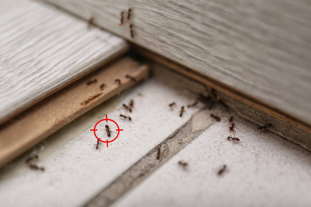 Best Cockroach Control Services  in Huber Ridge, OH