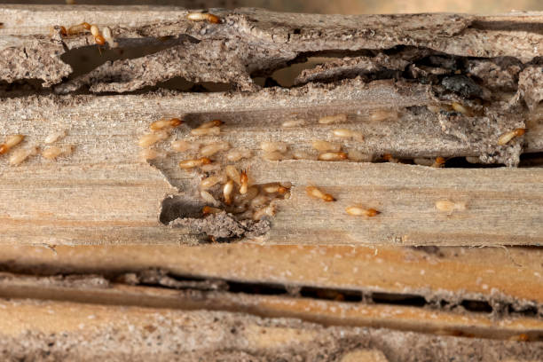 Best Spider Control Near Me  in Huber Ridge, OH